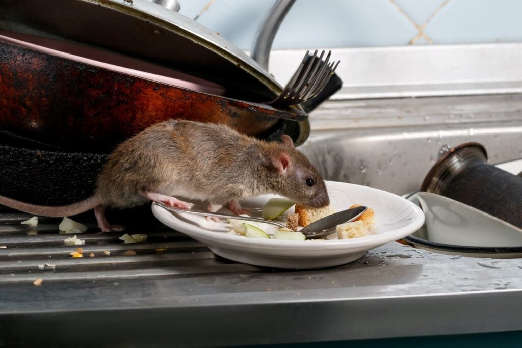 rat infestation in council home