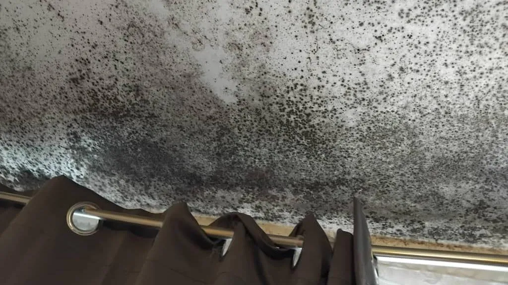 Living Room Mould. Credit - Glory Uhunarabona